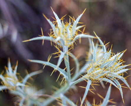 Close up of sharp yellow thorns on a wild thistle plant with soft blurred background