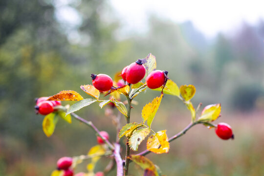 Ripe rosehip with red berries on a branch with autumn leaves against a blurred nature background