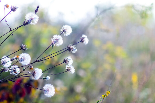 Fluffy dandelion seed heads and autumn foliage against a blurred backdrop of an autumn meadow in soft daylight