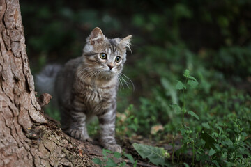 Obraz premium Cute tabby kitten on tree trunk outdoors