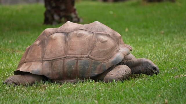 The Gal&aacute;pagos tortoise (Chelonoidis niger), Gal&aacute;pagos giant tortoise, is the largest and oldest species of tortoise on earth. Isolated to the Galapagos islands of Ecuador in South America