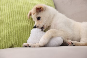 Fototapeta premium Cute puppy playing with pillow on couch at home