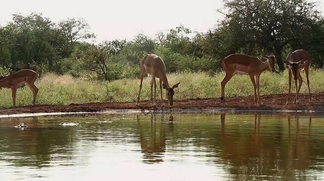 Small group of Common Impalas walking and drinking in waterhole with reflection in Greater Kruger National park, South Africa ; Specie Aepyceros melampus family of Bovidae