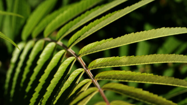 fresh green sumac tree leaves with sunlight