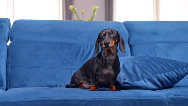 A black and tan dachshund dog sits upright on a blue sofa, then settles down and lies comfortably beside a cushion in a bright living room.