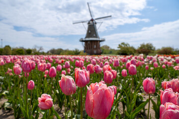 Deep pink tulips in bloom with the historic De Zwaan windmill blurred in the background, a iconic scene in Holland, Michigan, during the Tulip Time Festival © Daniel Price