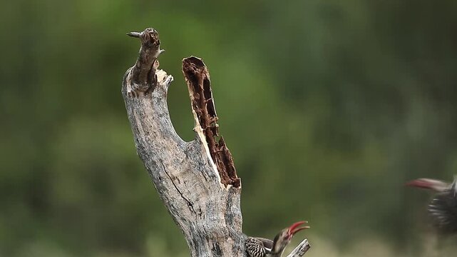 Southern Red billed Hornbill family feeding young in Greater Kruger National park, South Africa ; Specie Tockus rufirostris family of Bucerotidae