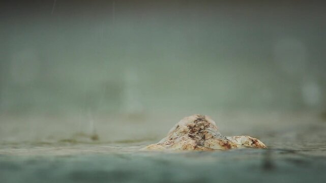 Close up of rain on a rock in middle of water in water for natural background