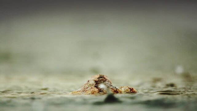 Close up of rain on a rock in middle of water in water for natural background
