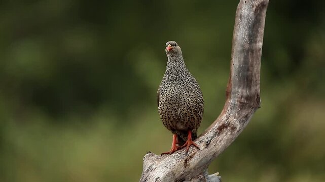 Natal francolin singing front view on a log isolated in natural background in Greater Kruger National park, South Africa ; Specie Pternistis natalensis family of Phasianidae