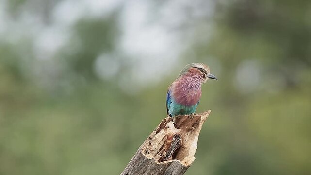Lilac breasted roller standing on a log and grooming isolated in natural background in Greater Kruger National park, South Africa ; Specie Coracias caudatus family of Coraciidae