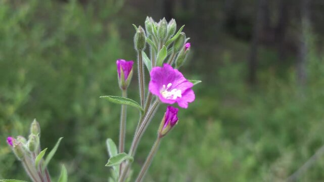 Grayish stem, green pointed leaves, pink flowers, ornamental hairy willowherb