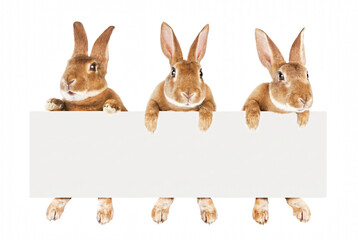 Obraz premium Three brown rabbits holding a blank white banner