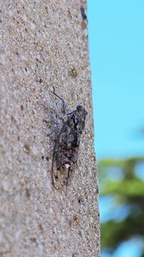 Close-up shot of a single large cicada insect resting on a textured concrete surface on a sunny day. 