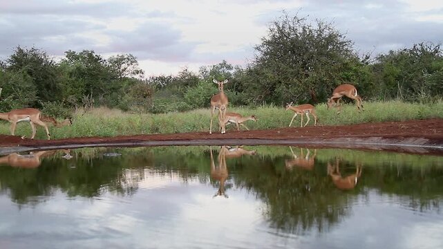 Small group of Common Impalas walking and playing in waterhole with reflection in Greater Kruger National park, South Africa ; Specie Aepyceros melampus family of Bovidae
