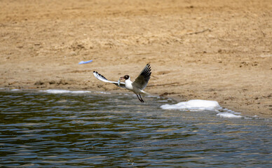 Black-headed Gull in flight after catching a small fish © Kamil