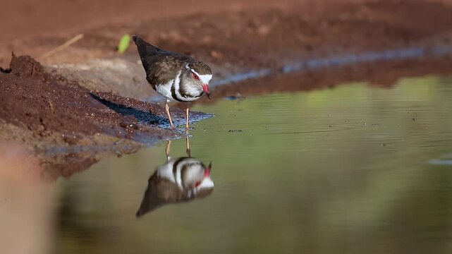 Three banded Plover eating in waterfront shore with reflection in Greater Kruger National park, South Africa ; Specie Charadrius tricollaris family of Charadriidae
