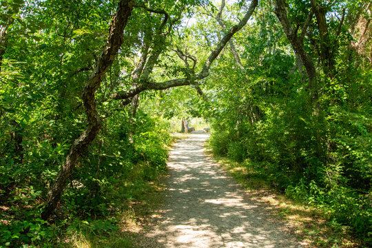 path in the park
