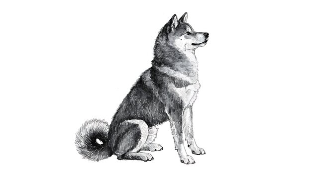Sitting husky dog with fluffy tail portrait