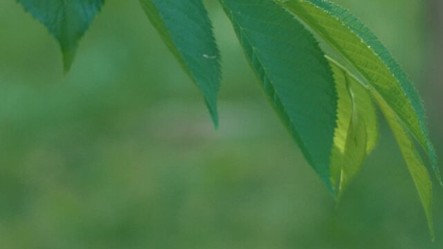 Close-up of Tree Leaves