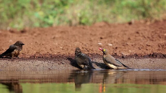 Red billed Oxpecker family bathing and shaking in waterhole in Greater Kruger National park, South Africa ; Specie Buphagus erythrorhynchus family of Buphagidae