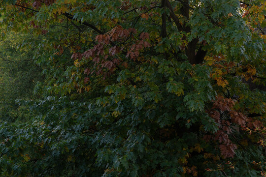 Oak branches featuring colorful autumn foliage and distinctive winged seeds. Seasonal forest scene with vibrant green and golden leaves in natural daylight.