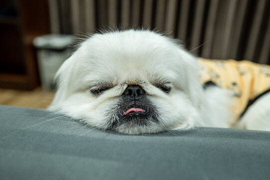 Pekingese Type Dog Resting At Home Top View