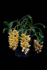 2 Blooming Dendrobium orchids featuring pale yellow blossoms and rich orange-yellow lips cascading from graceful flower spikes. Exotic epiphytic orchid creating a striking botanical composition. © Anna Zaro