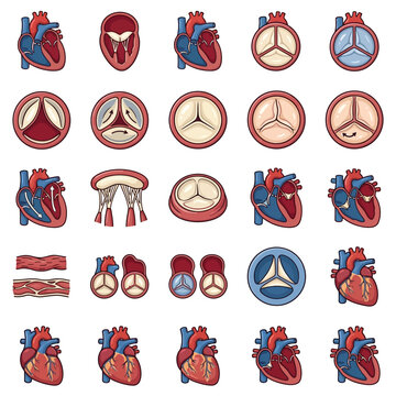 Detailed illustrations of human heart anatomy and various heart valves in different states.