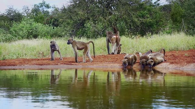 Chacma baboon troop running and drinking in waterhole in greater  Kruger National park, South Africa ; Specie Papio ursinus family of Cercopithecidae