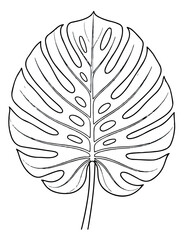 Monstera leaf line art vector, tropical swiss cheese plant foliage illustration, botanical black and white outline drawing for coloring or logo design © ansa