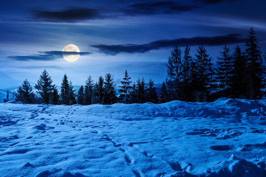 carpathian mountain landscape in winter at night. full moon over spruce forest on the snow covered hill. mountain scenery of ukraine on a cold weather. transcarpathia region. mysterious fantasy