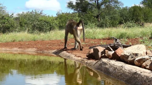 Chacma baboon male walkiing and drinking in waterhole in greater  Kruger National park, South Africa ; Specie Papio ursinus family of Cercopithecidae