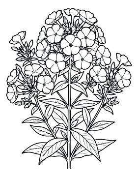 Vintage botanical phlox flower line art, hand drawn floral garden plant vector illustration, black and white wildflower sketch for coloring book