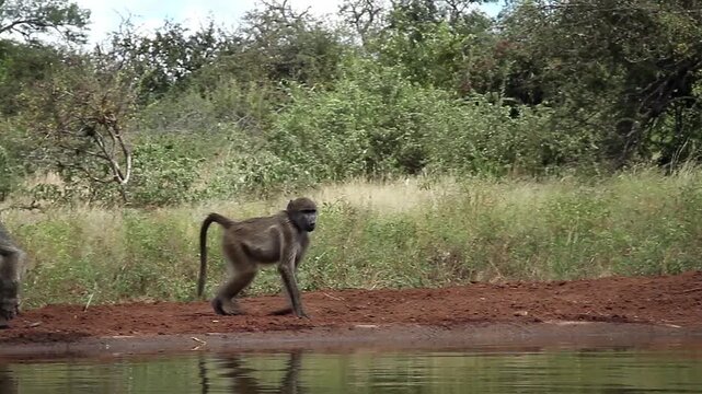 Chacma baboon walking and drinking in waterhole with reflection in greater  Kruger National park, South Africa ; Specie Papio ursinus family of Cercopithecidae
