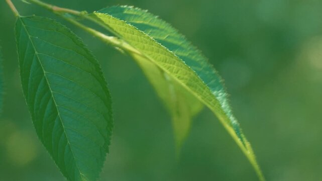 Close-up of Tree Leaves