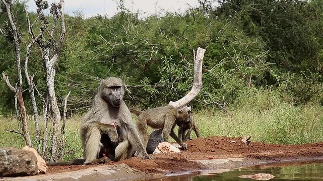 Group of Chacma baboon with one female with baby along waterhole in greater  Kruger National park, South Africa ; Specie Papio ursinus family of Cercopithecidae