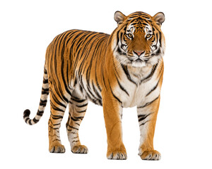 Obraz premium Bengal tiger isolated PNG transparent background full body view