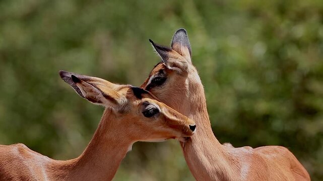 Two young Common Impala portrait bonding and grooming in Greater Kruger National park, South Africa ; Specie Aepyceros melampus family of Bovidae
