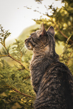Chat tigr&eacute; assis de dos et de profil. Plan esth&eacute;tique dans les branchages valorisant l'attitude calme et patiente du chat, presque m&eacute;ditative.