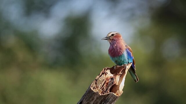 Lilac breasted roller standing on a log and grooming isolated in natural background in Greater Kruger National park, South Africa ; Specie Coracias caudatus family of Coraciidae