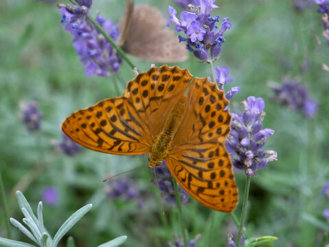 Argynnis paphia. An orange butterfly with black spots rests on purple lavender flowers. The butterfly's wings are spread wide, showcasing its intricate patterns.