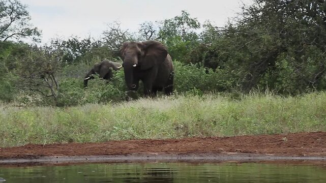 African bush elephant walking with caution front view to waterhole in Greater Kruger National park, South Africa ; Specie Loxodonta africana family of Elephantidae