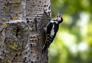 Fototapeta premium Great Spotted Woodpecker Clinging to a Birch Tree in Natural Forest Habitat
