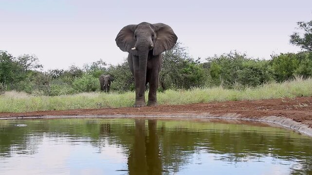African bush elephant walking with caution front view to waterhole in Greater Kruger National park, South Africa ; Specie Loxodonta africana family of Elephantidae