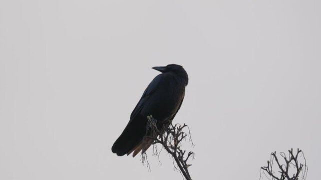 Black bird, rook or crow sitting on a branch high up in a tree