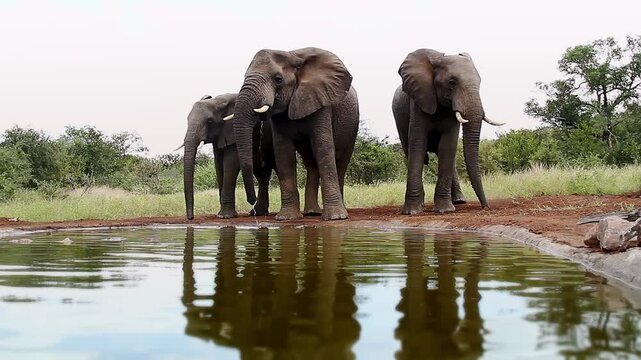 Three African bush elephants drinking front view in waterhole  in Greater Kruger National park, South Africa ; Specie Loxodonta africana family of Elephantidae