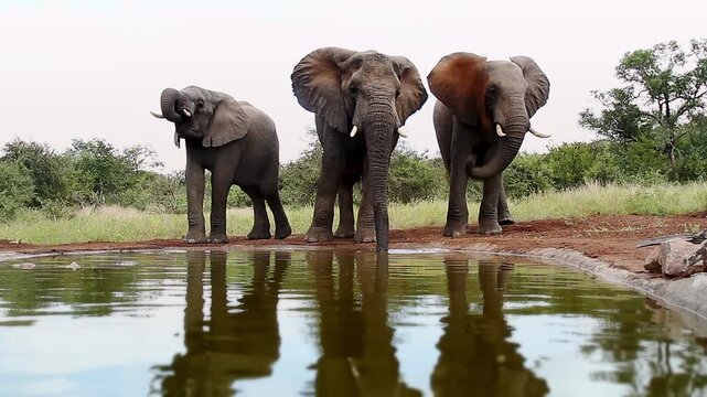Three African bush elephants drinking front view in waterhole  in Greater Kruger National park, South Africa ; Specie Loxodonta africana family of Elephantidae