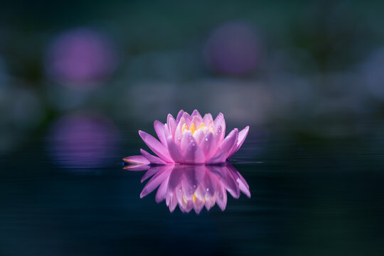 Pink lotus flower reflected on the water surface of a pond. Shallow depth of field. Blur background