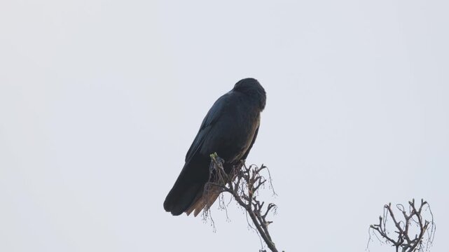 Black bird, rook or crow sitting on a branch high up in a tree